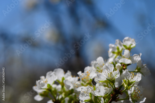 Obraz na płótnie Blossoming pear flowers dance in the gentle spring breeze beneath a vibrant blue sky w salonie