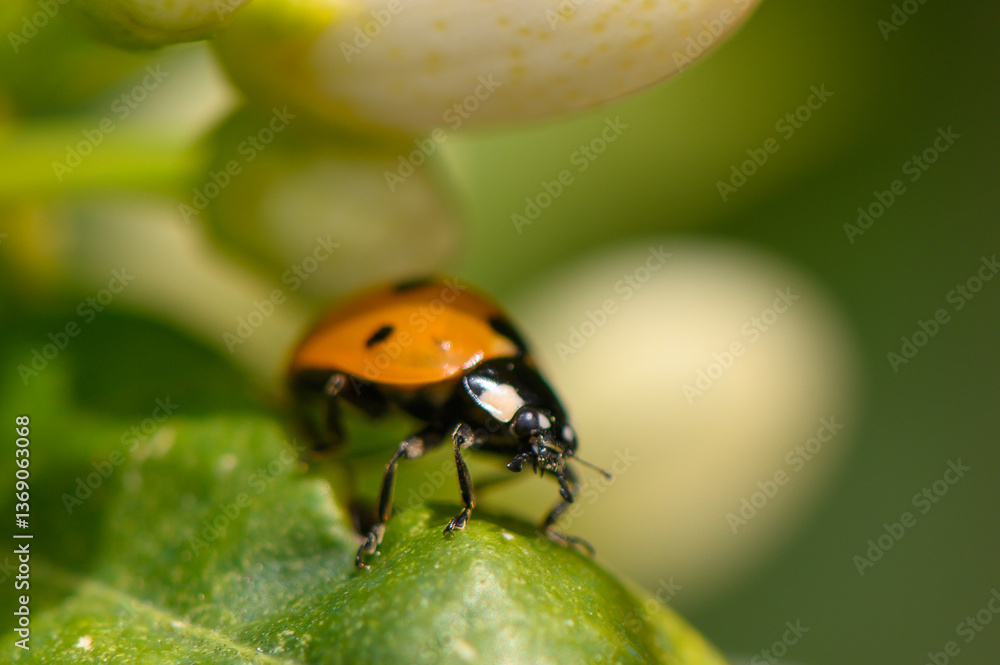 Vibrant ladybug resting on a green leaf in a lush garden during a sunny afternoon Vibrant ladybug resting on a green leaf in a lush garden during a sunny afternoon
