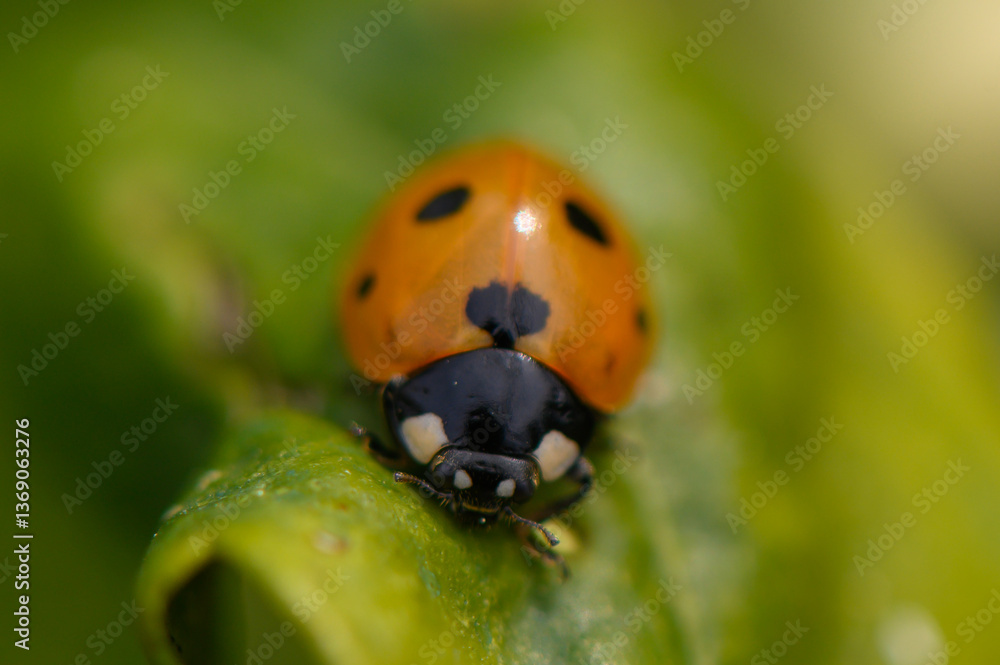 Naklejka premium Delicate ladybug explores vibrant green foliage under soft sunlight in a tranquil garden setting