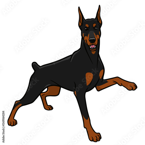 
doberman