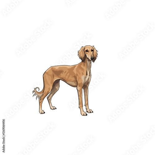 saluki