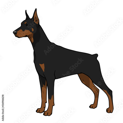 
doberman