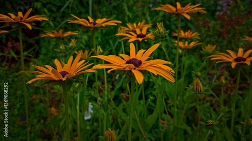 Two flowers filmed close up, swaying in the wind. Bright yellow, fading to orange. The flowers resemble a daisy. Many other flowers behind. Green all around.