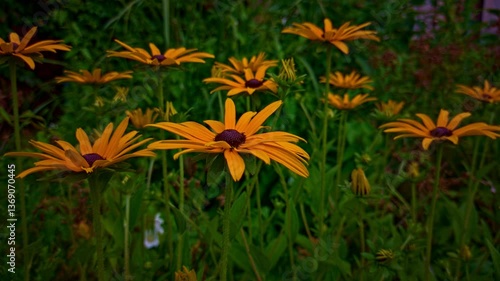 Bright yellow or even orange daisies sway in the light wind. There is a green background in the form of grass. Fauna in the form of decorative flowers from a close angle
