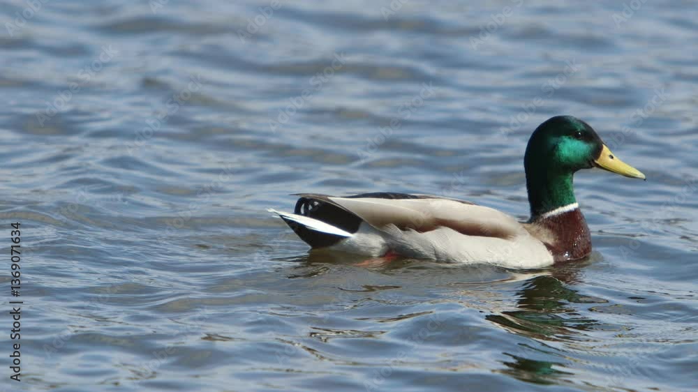 A male duck with a green beak swimming on blue waters on a lake on a sunny spring day. A male duck with a green beak swimming on blue waters on a lake on a sunny spring day.