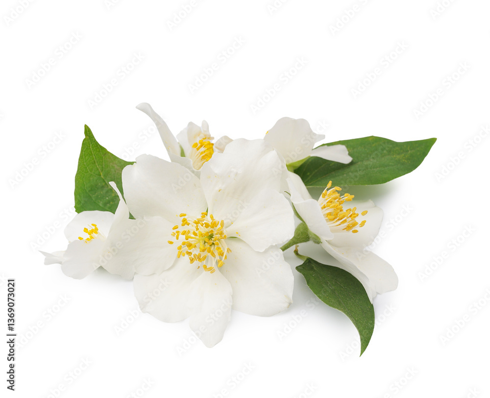 Obraz premium Jasmine twig on white background