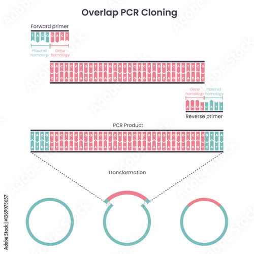 Genome sciences educational graphic diagram of overlap PCR cloning