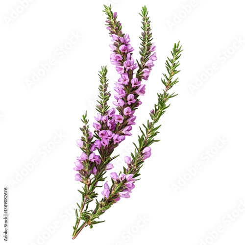 Delicate purple heather blossoms blooming elegantly against a black background a symbol of serenity and natural beauty