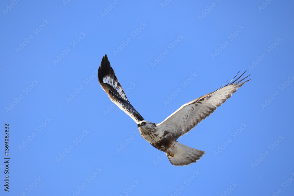Obraz premium The rough-legged buzzard (Europe) or rough-legged hawk (North America) (Buteo lagopus menzbieri) in Hokkaido, Japan.