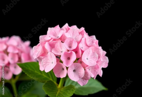 Wallpaper Mural Delicate pink hydrangea inflorescence, isolated on black,  artistic, floral Torontodigital.ca