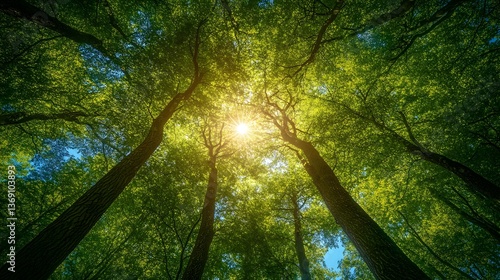 Beautiful Bottom View of Spring Forest with Sunlight Filtering Through Trees