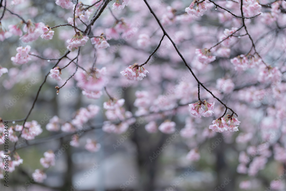 緋桜のある風景