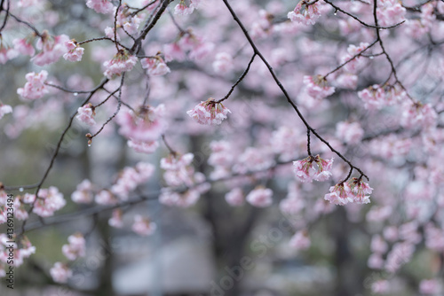 Obraz na płótnie 緋桜のある風景 w salonie
