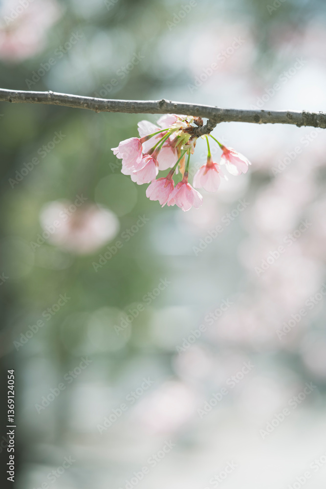 緋桜のある風景
