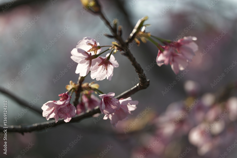 緋桜のある風景