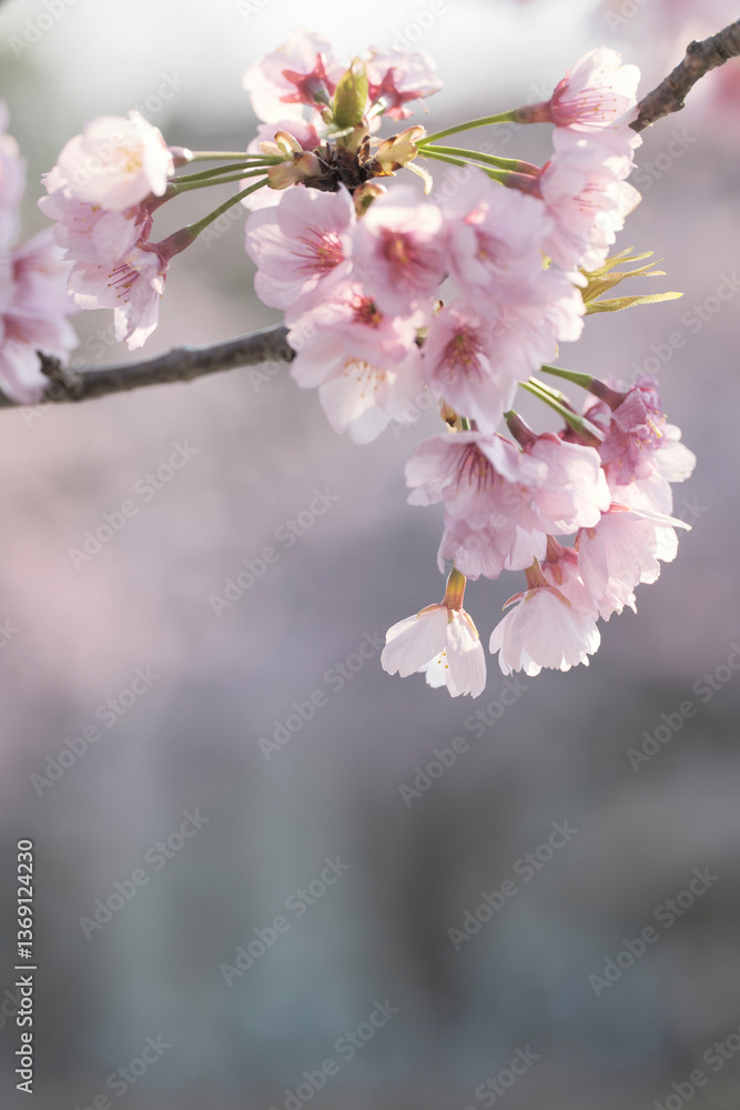 緋桜のある風景