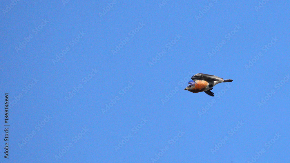 Obraz premium Male bluebird in flight against a spring blue sky. 