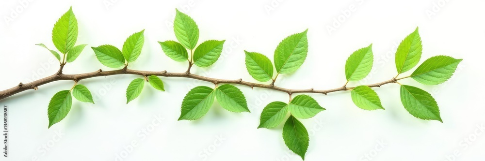 Fototapeta premium Three branches forming an 'X' shape on white background, leafy, verdant