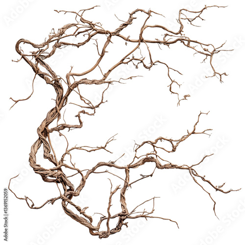 dry old jungle vines isolated on transparent background