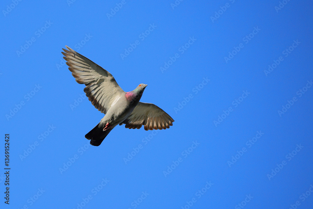 Fototapeta premium Pigeon in flight against sunny blue sky. 