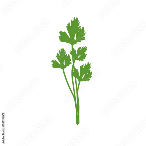 Illustration of celery plant 