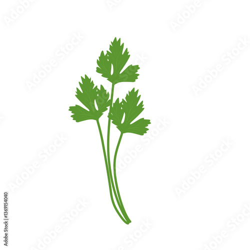 Illustration of celery plant 