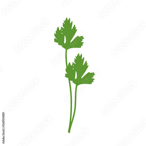 Illustration of celery plant 
