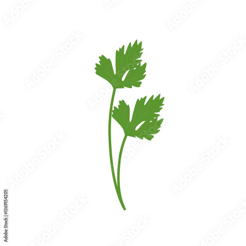 Illustration of celery plant 