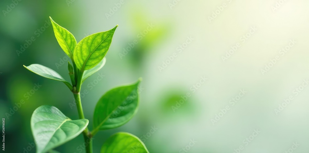 An isolated plant with a minimalist background, nature, botany, foliage An isolated plant with a minimalist background, nature, botany, foliage