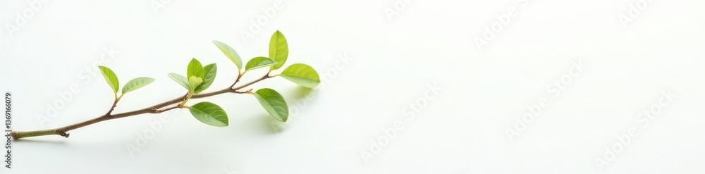 Small delicate branch with tiny leaves on white, delicate, tiny leaves, foliage Small delicate branch with tiny leaves on white, delicate, tiny leaves, foliage