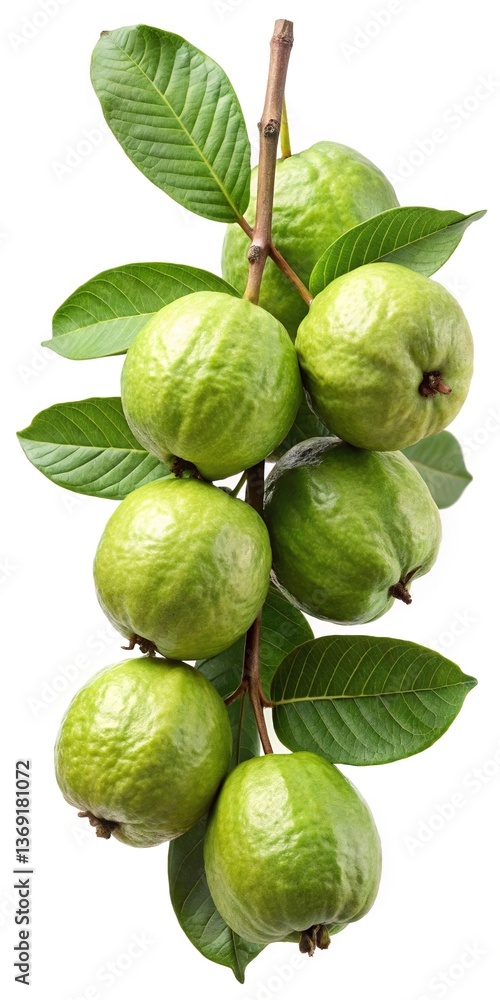 Obraz premium A bunch of fresh green guavas hanging from a branch with lush green leaves