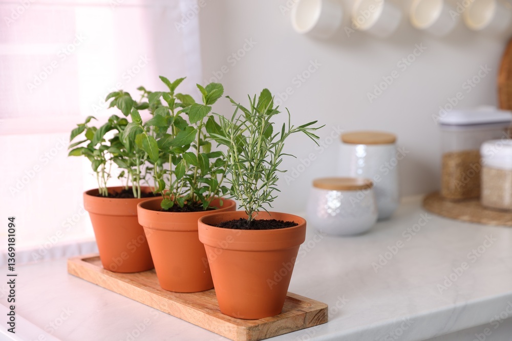 Fototapeta premium Different aromatic herbs in pots on white marble countertop in kitchen