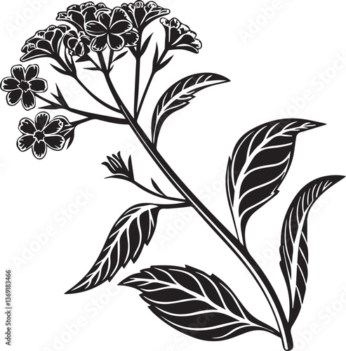 verbena flower vector, black and white flowers, verbena flower silhouette vector black and white