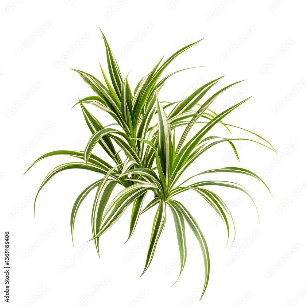 3D Spider Plant with Long Arching Leaves Isolated on Transparent Background 3D Spider Plant with Long Arching Leaves Isolated on Transparent Background