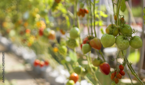 Wallpaper Mural Fresh tomatoes on the plant in the garden Torontodigital.ca