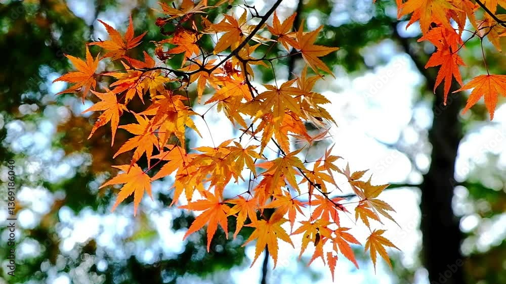 日本、京都、東福寺、紅葉、秋、絶景 日本、京都、東福寺、紅葉、秋、絶景