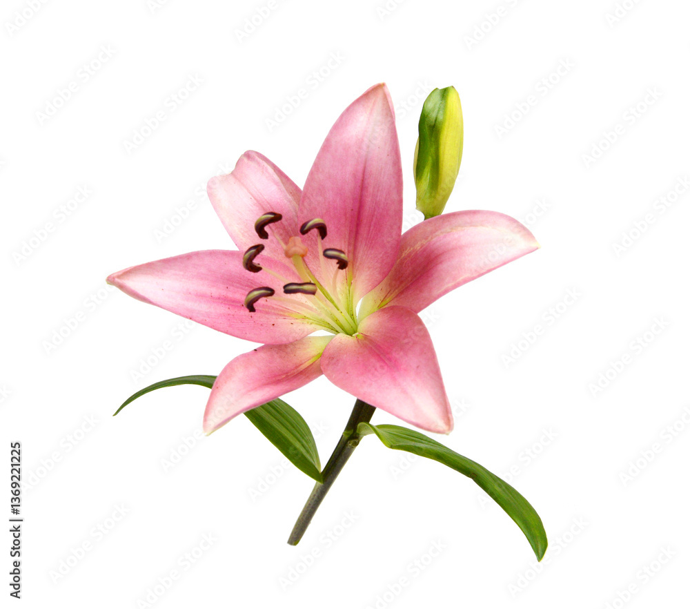 Lily flower isolated on white background Lily flower isolated on white background