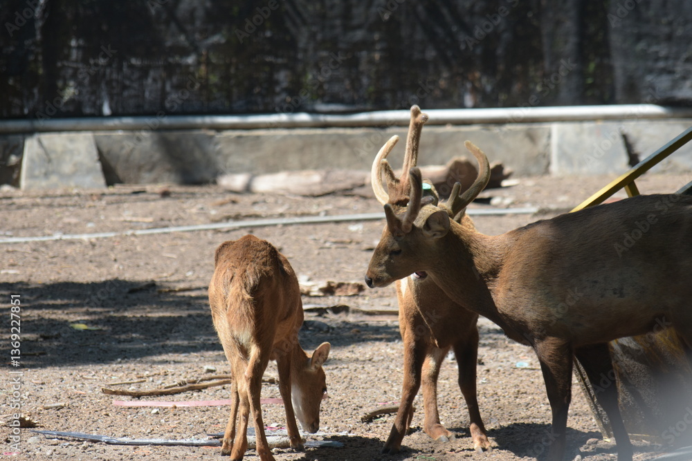 Fototapeta premium deer in the park
