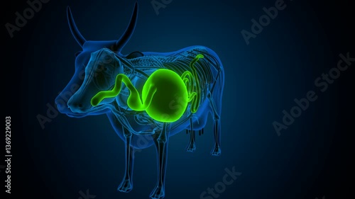 cow heart anatomy and stomach system anatomy. 3d illustration