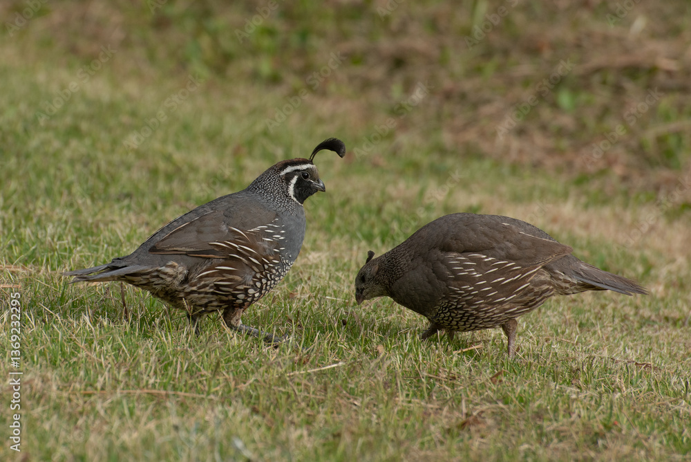 Obraz premium Pair of California quails grazing on a patch of grass, Auckland, New Zealand.