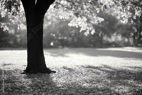 Black and white tree with bench and sunlight filtering through leaves
