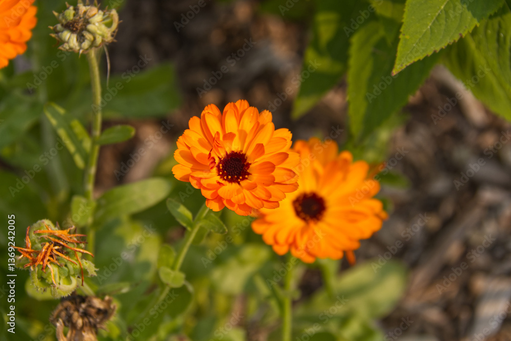 Calendulas Blooming in the Summer Calendulas Blooming in the Summer