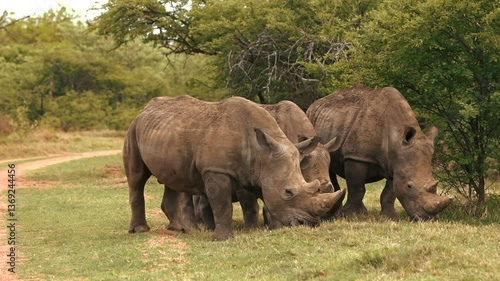 3 white rhino in the wild