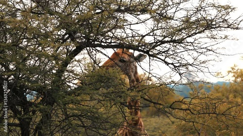 Close up of a Giraffe feeding from a tree in South Africa on Safari