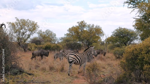 Zebras and Wildebeest in the wild on Safari in South Africa