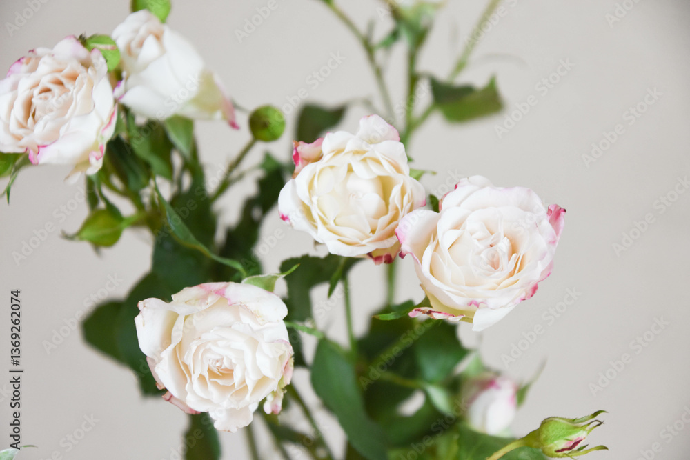 Obraz premium スプレーばら