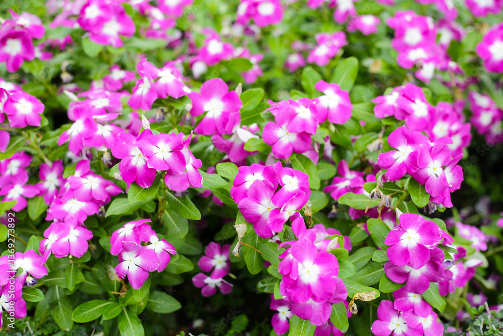 Madagascar Periwinkle (Catharanthus roseus) in full bloom Madagascar Periwinkle (Catharanthus roseus) in full bloom