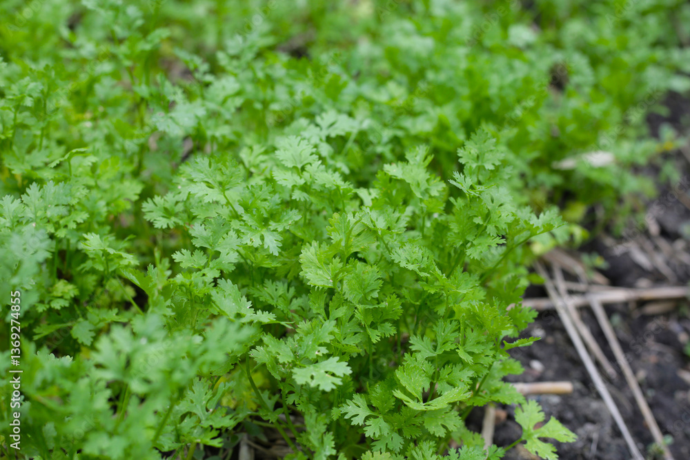 Obraz premium Coriander growing in a garden bed.