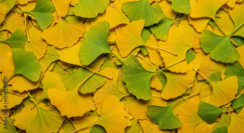 Overhead View of Broad Ginkgo Leaves Filling the Entire Frame