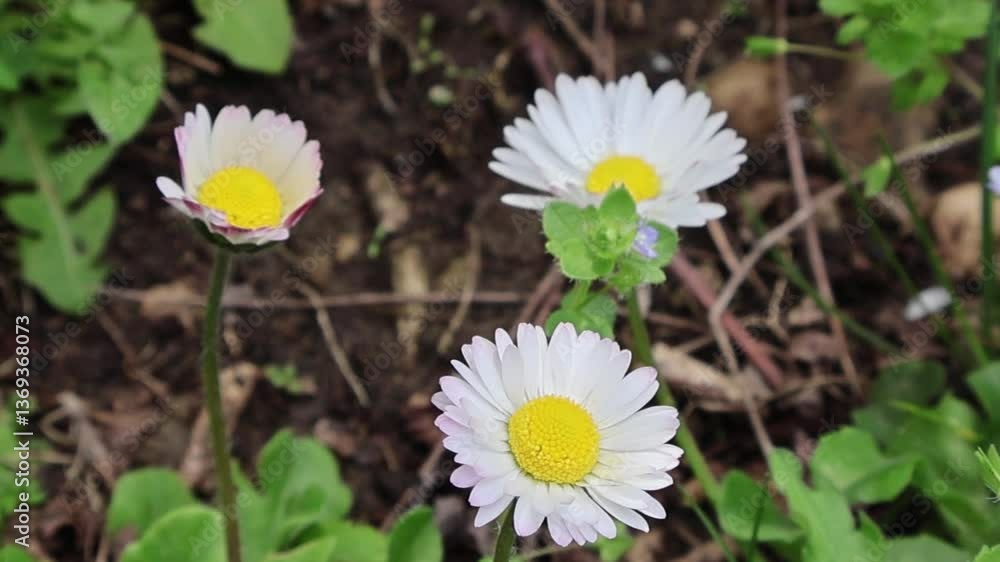 Trois pâquerettes blanches en fleurs, avec des cœurs jaunes et des pétales blancs, sur un fond de feuilles vertes et de terre